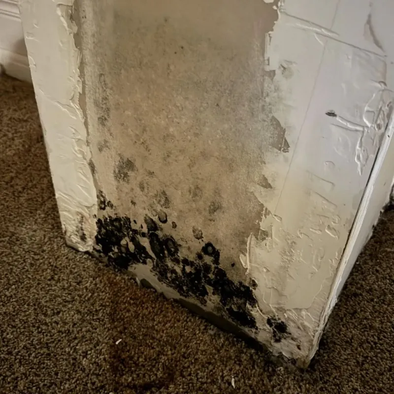 Professional Mold Removal in Lafayette, OR